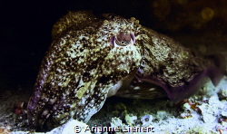 A beautiful cuttlefish showing off their magical colours ... by Arianne Lienert 